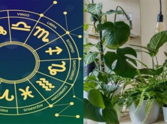 Ζώδια και θετική ενέργεια: Ποιό φυτό ταιριάζει στο σπίτι σου ανάλογα με το Φενγκ Σούι