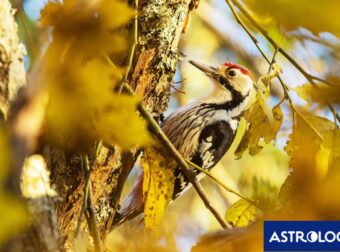 Διάβασε την προσωπική σου πρόβλεψη, για σήμερα 19/11/2024