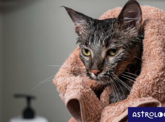 Τα ζώδια που κάνουν κουτσουκέλες και μετά είναι σαν βρεγμένες γάτες