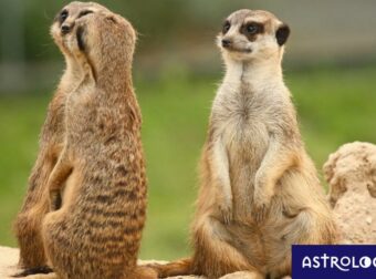 Αυτά τα ζώδια νιώθουν ότι κρατάνε το φανάρι, αν ο κολλητός τους έχει σχέση