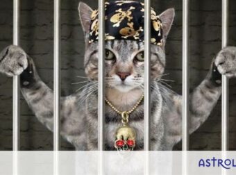 Εσείς ψηφίσατε τα ζώδια που παραβαίνουν κάθε νόμο και δεν συμμορφώνονται με τίποτα