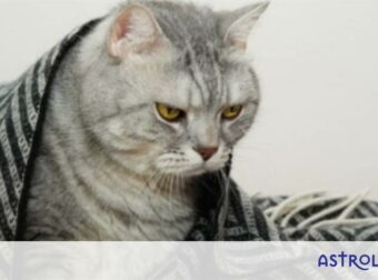 Εσείς ψηφίσατε τα πιο αχάριστα ζώδια