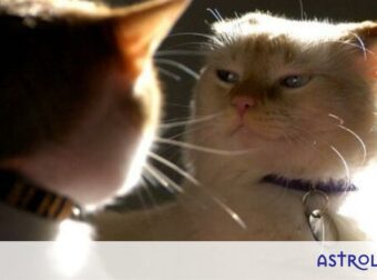 Παραδέξου το! Σε αυτό το ζώδιο θα ήθελες να κάνεις μεγάλο κακό!