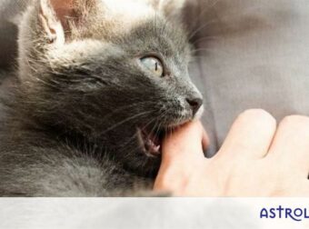 Εσείς ψηφίσατε τα ζώδια που θα «δάγκωναν» το χέρι που τα ταΐζει