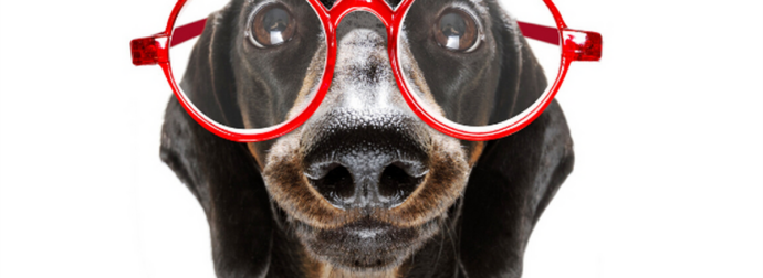 Αυτά τα 4 ζώδια μόνιμα παριστάνουν τα χαζά, για τους δικούς τους λόγους!