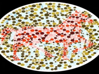 Το ζώο που είδατε πρώτο θα αποκαλύψει όλη την αλήθεια για εσάς