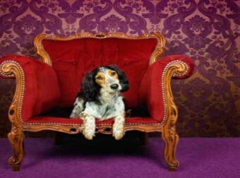 Πόσο φιλόζωα είναι τα ζώδια; Αν αγαπάς εμένα, θα αγαπάς και το σκύλο μου…