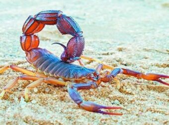 ΖΩΔΙΑ: Ο Σκορπιός των δυο άκρων – Τι λατρεύει και τι μισεί