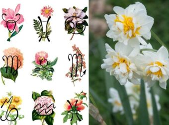 Άστρα και φυτά: Αuτό είναι το λουλούδι που αντιστοιχεί στο ζώδιό σου και πρέπει να έχεις στο σπίτι σου