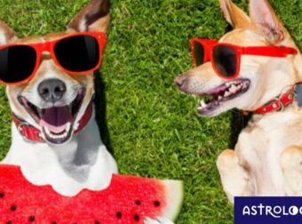 Αυτά τα ζώδια δε ζηλεύουν τίποτα και κανέναν