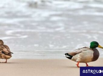 Καρκίνος, Σκορπιός, Ιχθύες: Ιδού ο λόγος που μισούν τους χωρισμούς!