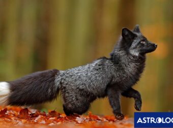 Διάβασε την προσωπική σου πρόβλεψη, για σήμερα 02/10/2025