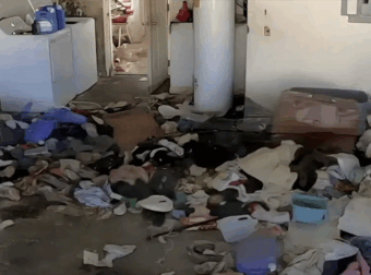 Βασιλιάδες της ακαταστασίας: Ποια είναι τα 3 πιο ανοργάνωτα ζώδια