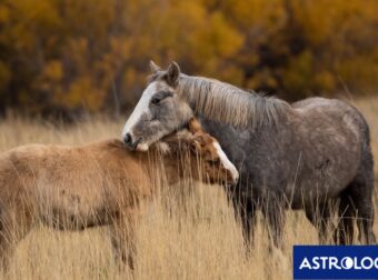 Διάβασε την προσωπική σου πρόβλεψη, για σήμερα 04/11/2025
