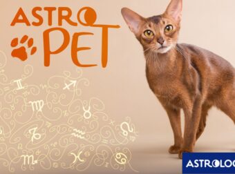AstroPet από 25/11 έως 01/12: Εβδομαδιαίες προβλέψεις για το κατοικίδιό σου