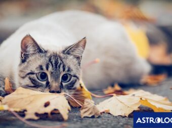 Διάβασε την προσωπική σου πρόβλεψη, για σήμερα 08/11/2025