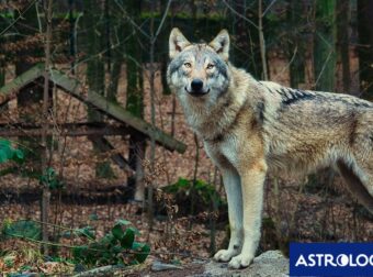 Διάβασε την προσωπική σου πρόβλεψη, για σήμερα 26/11/2025