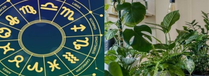 Ζώδια και θετική ενέργεια: Ποιό φυτό ταιριάζει στο σπίτι σου ανάλογα με το Φενγκ Σούι