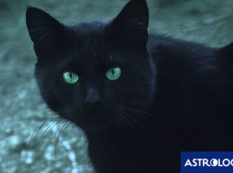 Τα ζώδια που πιστεύουν σε προλήψεις και δεισιδαιμονίες