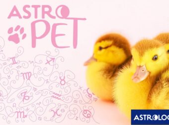 AstroPet από 23/12 έως 29/12: Εβδομαδιαίες προβλέψεις για το κατοικίδιό σου