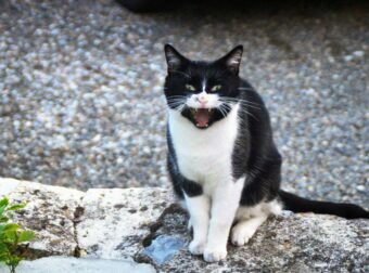 Ζώδια Πέμπτης 18/12: Ημέρα με διχασμένα συναισθήματα