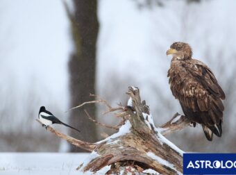 Διάβασε την προσωπική σου πρόβλεψη, για σήμερα 20/01/2026