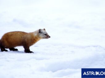 Διάβασε την προσωπική σου πρόβλεψη, για σήμερα 15/02/2026