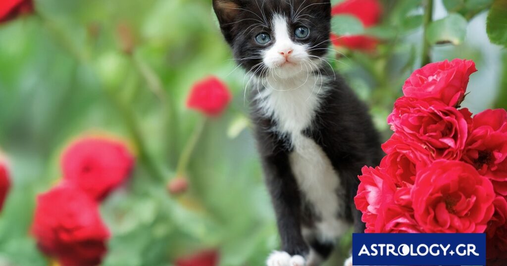 Διάβασε την προσωπική σου πρόβλεψη, για σήμερα 24/04/2026