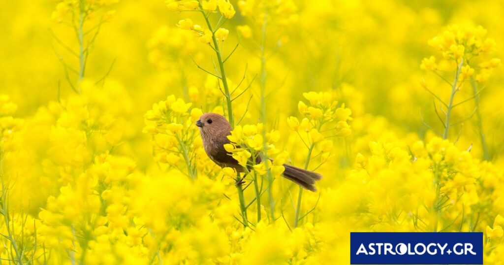 Διάβασε την προσωπική σου πρόβλεψη, για σήμερα 04/04/2026