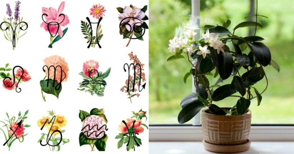 Άνοιξη και ζώδια: Αυτό είναι το λουλούδι που αντιστοιχεί στο κάθε ζώδιο – Πρέπει οπωσδήποτε να το έχεις σπίτι σου για τύχη όλο τον χρόνο