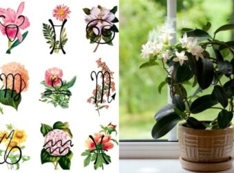 Άνοιξη και ζώδια: Αυτό είναι το λουλούδι που αντιστοιχεί στο κάθε ζώδιο – Πρέπει οπωσδήποτε να το έχεις σπίτι σου για τύχη όλο τον χρόνο