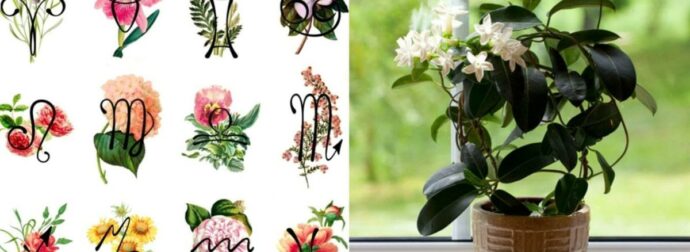 Άνοιξη και ζώδια: Αυτό είναι το λουλούδι που αντιστοιχεί στο κάθε ζώδιο – Πρέπει οπωσδήποτε να το έχεις σπίτι σου για τύχη όλο τον χρόνο