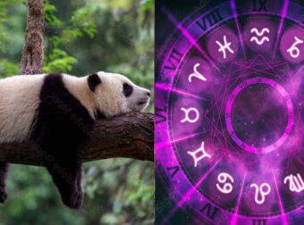 Αuτό είναι το πιο τεμπέλικο ζώδιο – Βαριέται τα πάντα, δεν ξεκολλάει από τον καναπέ