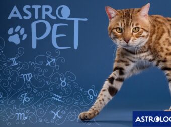 AstroPet από 31/03 έως 06/04: Εβδομαδιαίες προβλέψεις για το κατοικίδιό σου