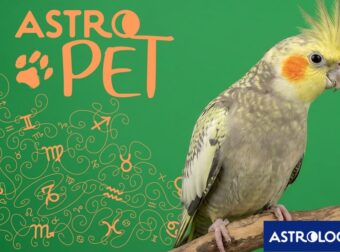 AstroPet από 16/06 έως 22/06: Εβδομαδιαίες προβλέψεις για το κατοικίδιό σου