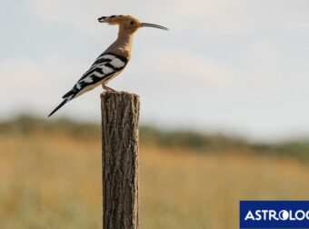 Διάβασε την προσωπική σου πρόβλεψη, για σήμερα 08/06/2026